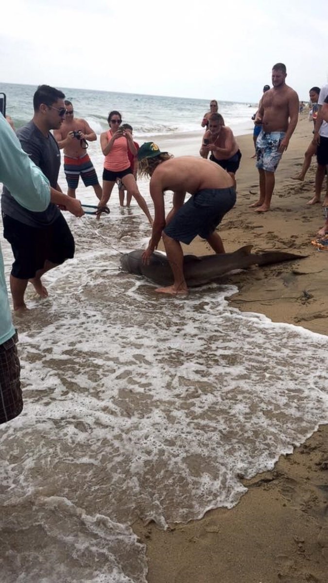 PHOTO: A man pulled a shark out of the water in Kill Devil Hills, North Carolina, on July 3, 2015.