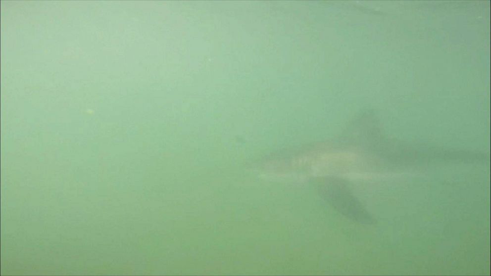 PHOTO: Danny Reid filmed the shark swim under his paddle board in Huntington Beach, California. 