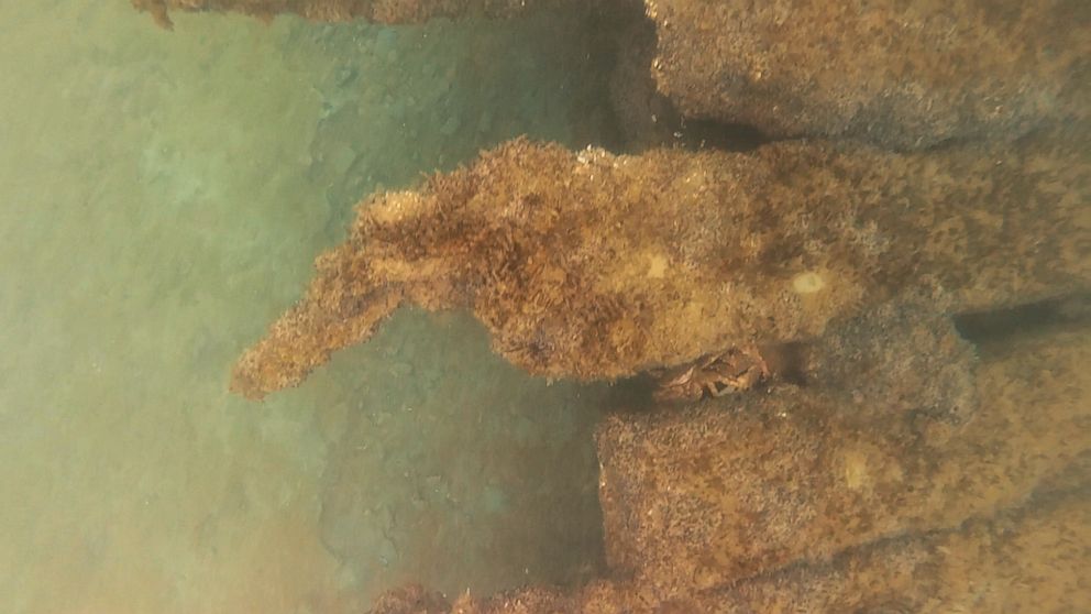 PHOTO: Crabs resting between the ship's ribs.