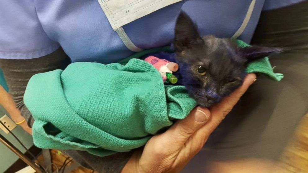 PHOTO: A kitten named Smurf, who was dyed purple and appeared to suffer some abuse, is recovering at the Nine Lives Foundation in Redwood City, California.