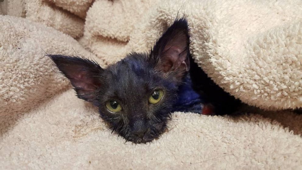 PHOTO: A kitten named Smurf, who was dyed purple and appeared to suffer some abuse, is recovering at the Nine Lives Foundation in Redwood City, California.