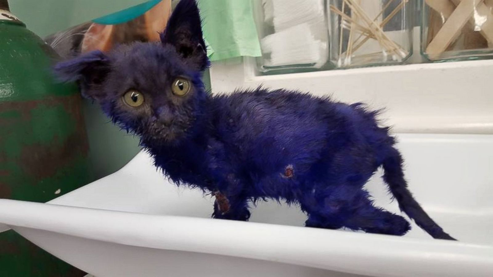 The Tale of Smurf the Cat, Who Was Dyed Purple and Now Recovering