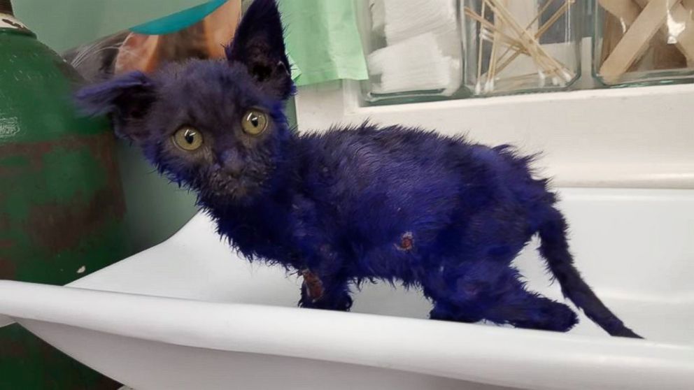 VIDEO: 8-Week-Old Kitten Found With Multiple Bite Wounds