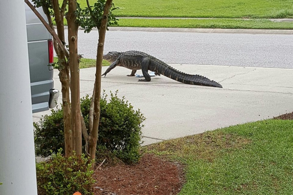 PHOTO: Sonya Gilreath's children were amazed to find an alligator outside their Goose Creek, South Carolina home.