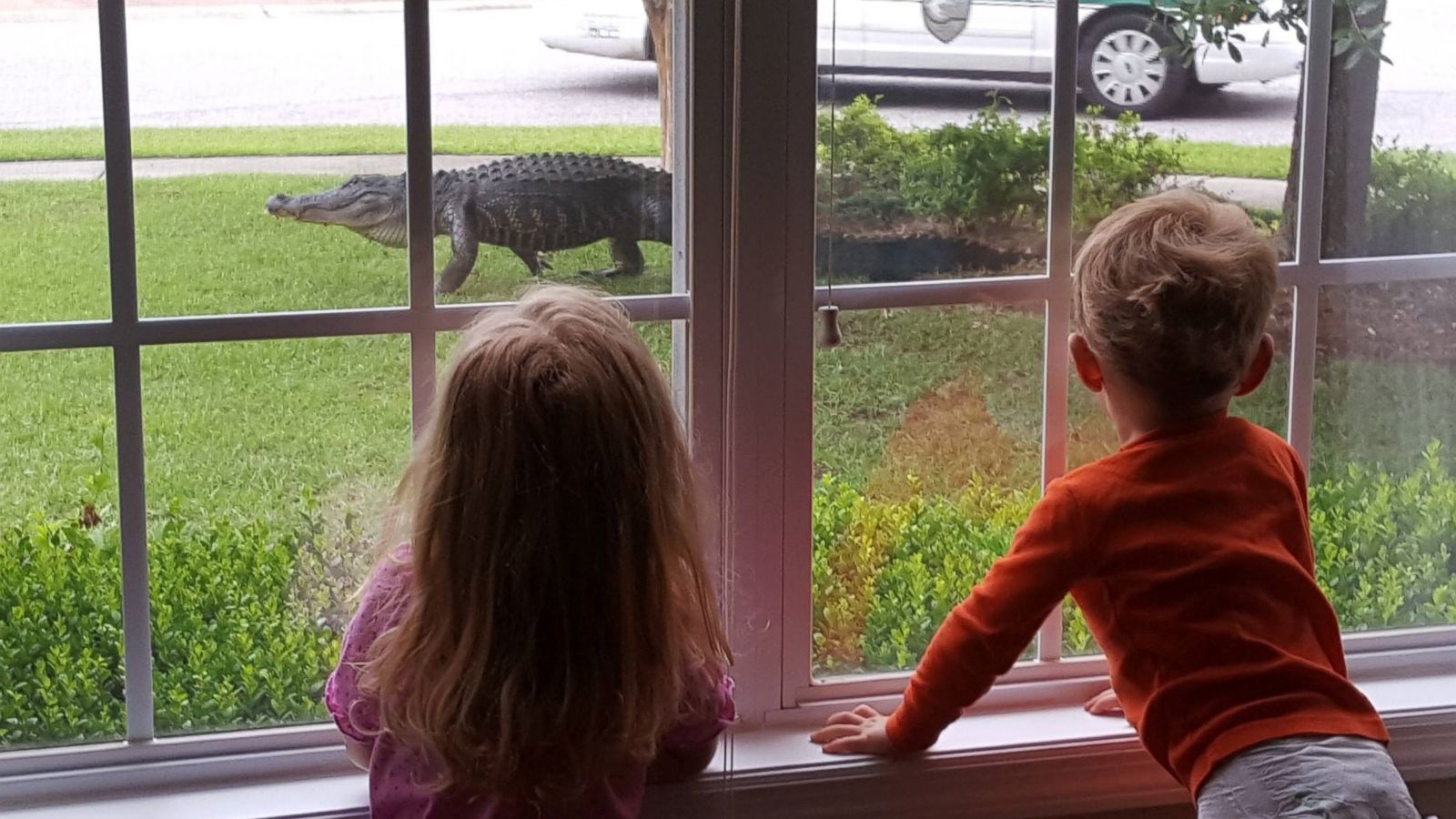 Kids in Awe of Gator on Front Lawn in South Carolina - ABC News