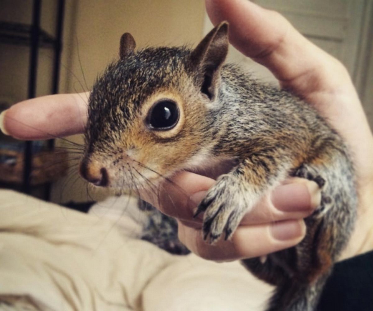 PHOTO: Sarah Scruggs saved a baby squirrel from the floods in Columbia, S.C.
