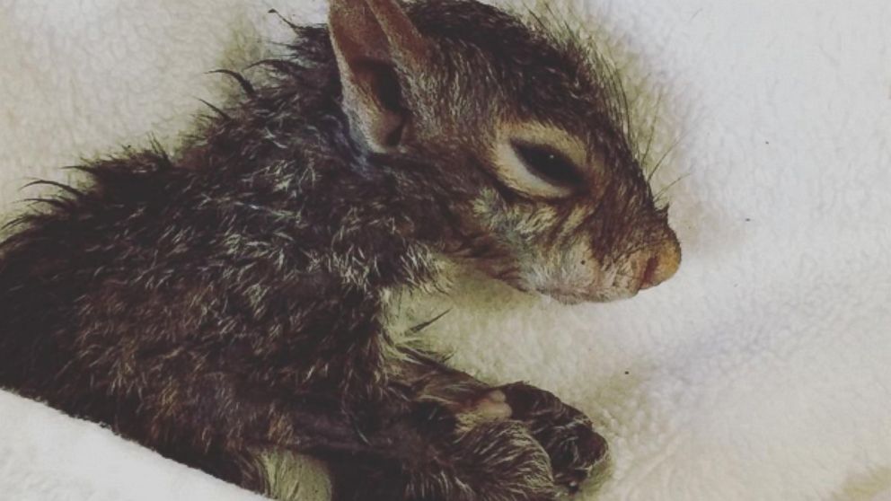 Sarah Scruggs saved a baby squirrel from the floods in Columbia, S.C.
