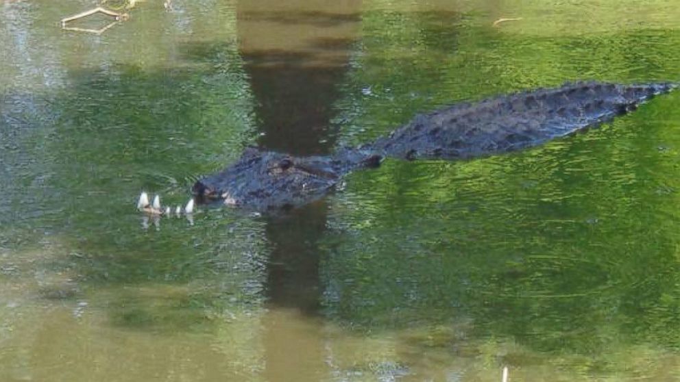 An alligator was spotted missing half of its snout in Tampa Bay, Fla.