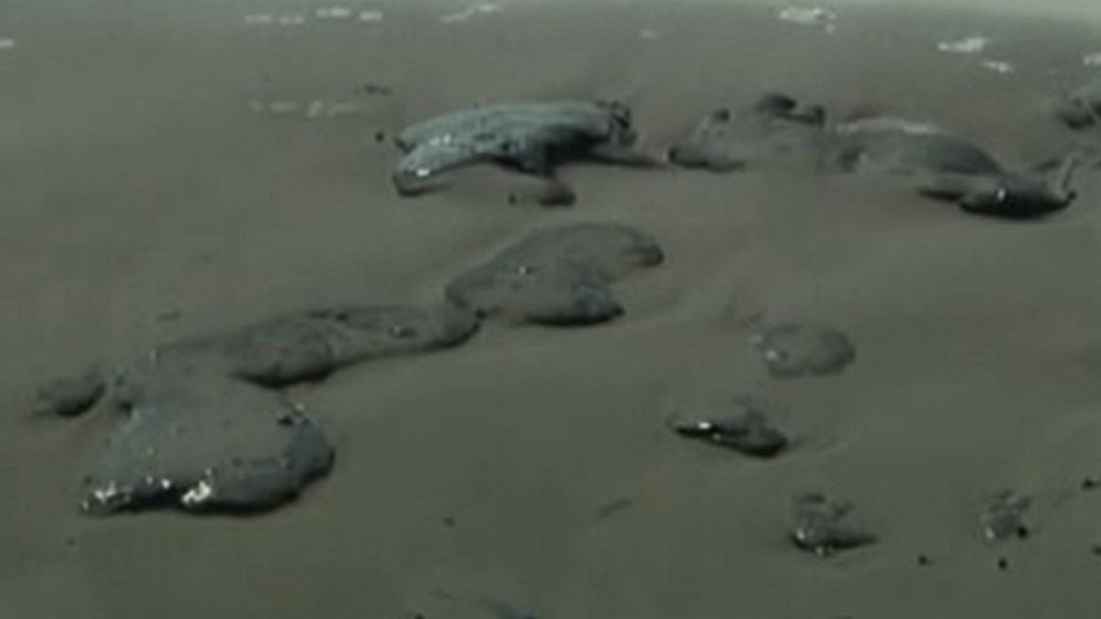 PHOTO: Tar balls are washing ashore on Texas beaches, near Mustang and Padre Islands, outside of Corpus Christie, Texas.
