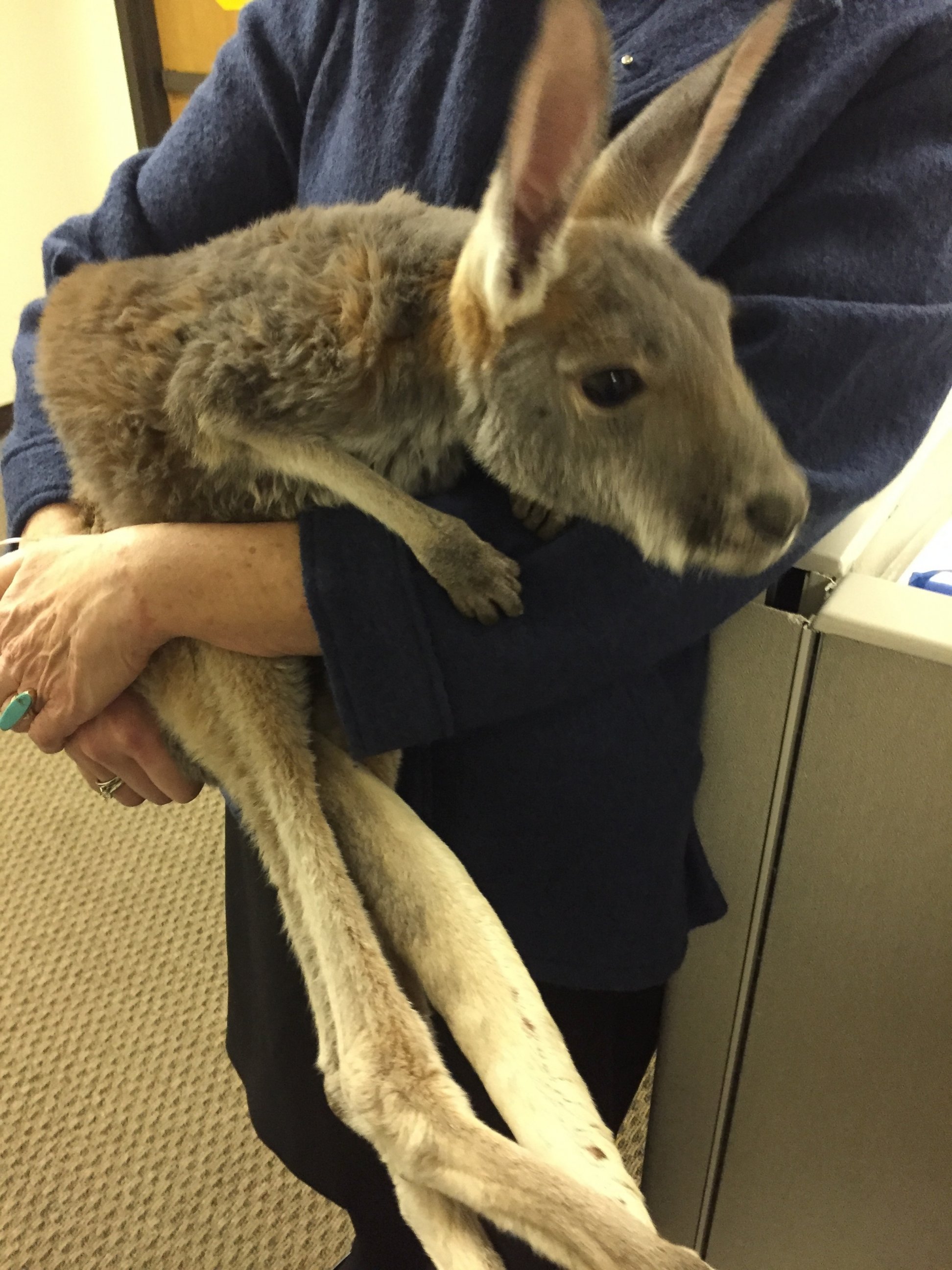 PHOTO: Charlie, the kangaroo, works as a therapy animal with veterans in Salt Lake City. 