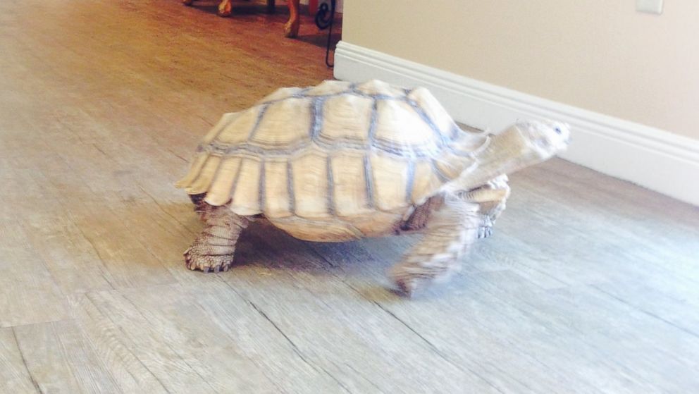 VIDEO: Shelly the tortoise delights residents and visitors at a nursing home in DeFuniak Springs, Florida.
