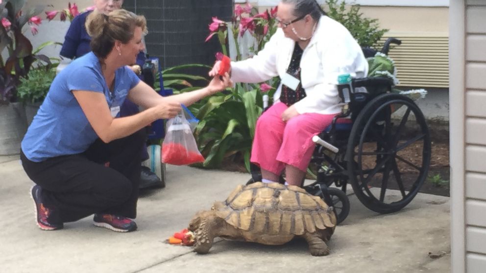 PHOTO: Shelly the tortoise lives at the Chautauqua Rehabilitation & Nursing Center in DeFuniak Springs, Florida.