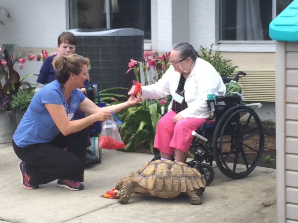 PHOTO: Shelly the tortoise lives at the Chautauqua Rehabilitation & Nursing Center in DeFuniak Springs, Florida.