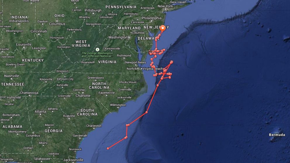 PHOTO: A map published by Ocearch shows the course of a great white shark named Mary Lee from off of the Georgia coast in April to the New Jersey coast in May, 2015.