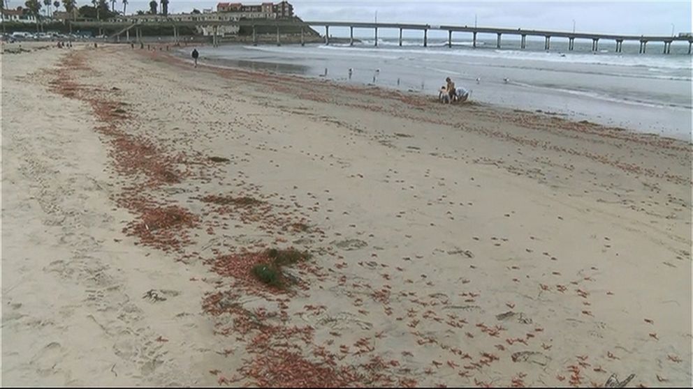 PHOTO: Thousands of tuna crabs washed up on a California beach.