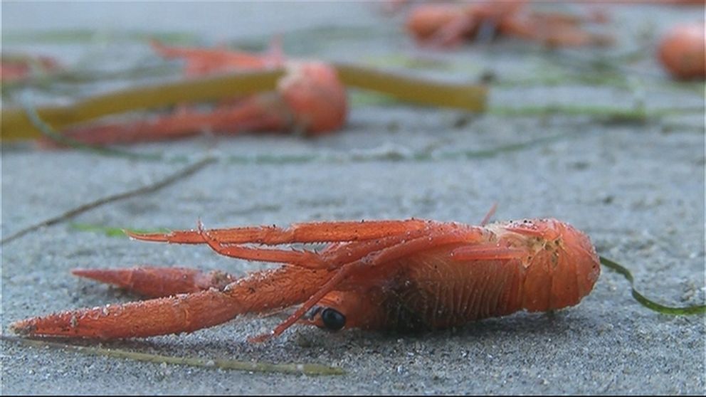 PHOTO: Thousands of tuna crabs washed up on a California beach.