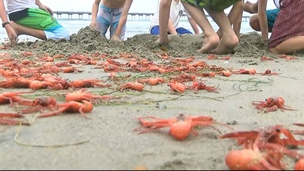 PHOTO: Thousands of tuna crabs washed up on a California beach.