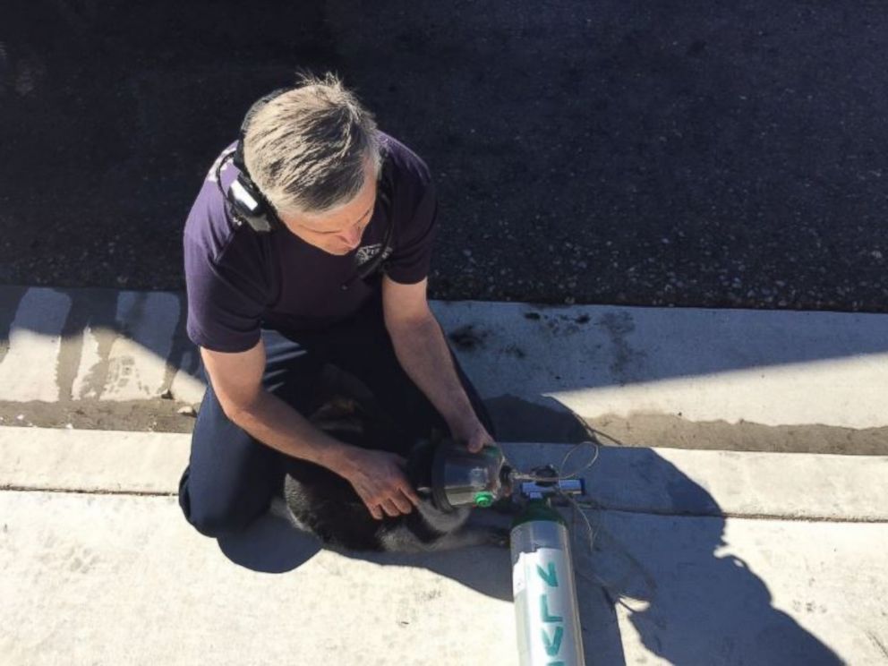 PHOTO: A firefighter performs CPR on a cat who was caught in a house fire in North Las Vegas, Nevada, on February 24, 2017.