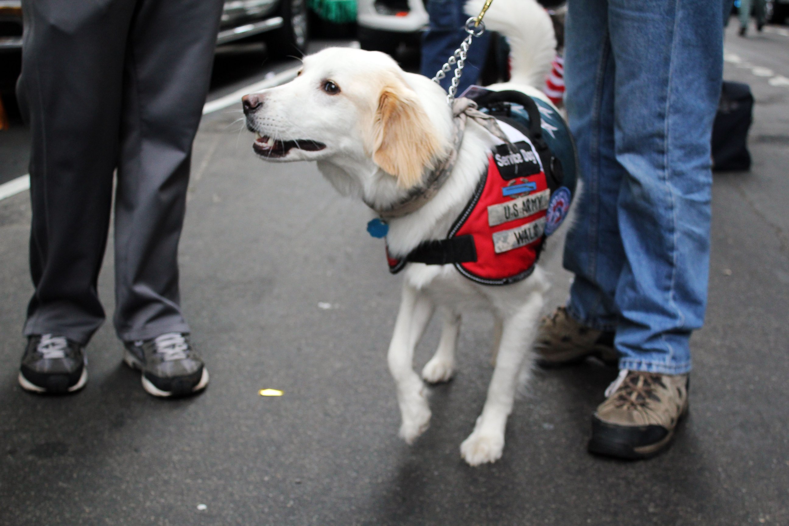 PHOTO: Tommy, a service dog trained by the organization Paws of War,  helps veterans transition to life at home.