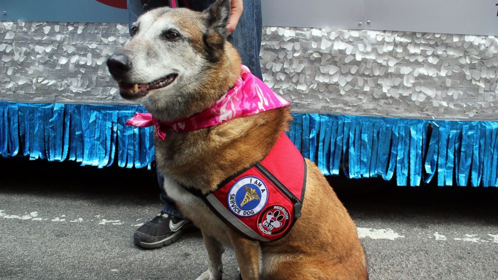 PHOTO: Maxi is a 12-year-old Improvised Detection Dog who helped detect explosives in Iraq.