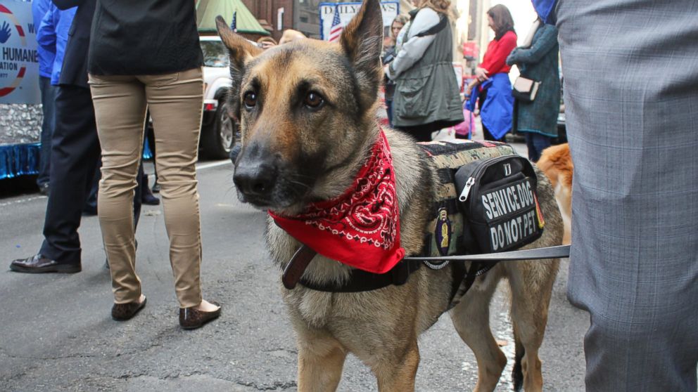 Axel is one of the 6 military dogs who marched in New York&rsquo;s Veteran&rsquo;s Day parade on Tuesday.