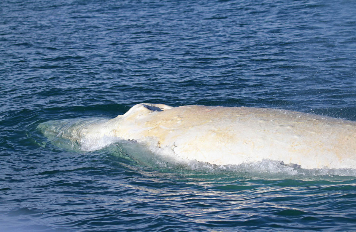 PHOTO: The white humpback whale's head.