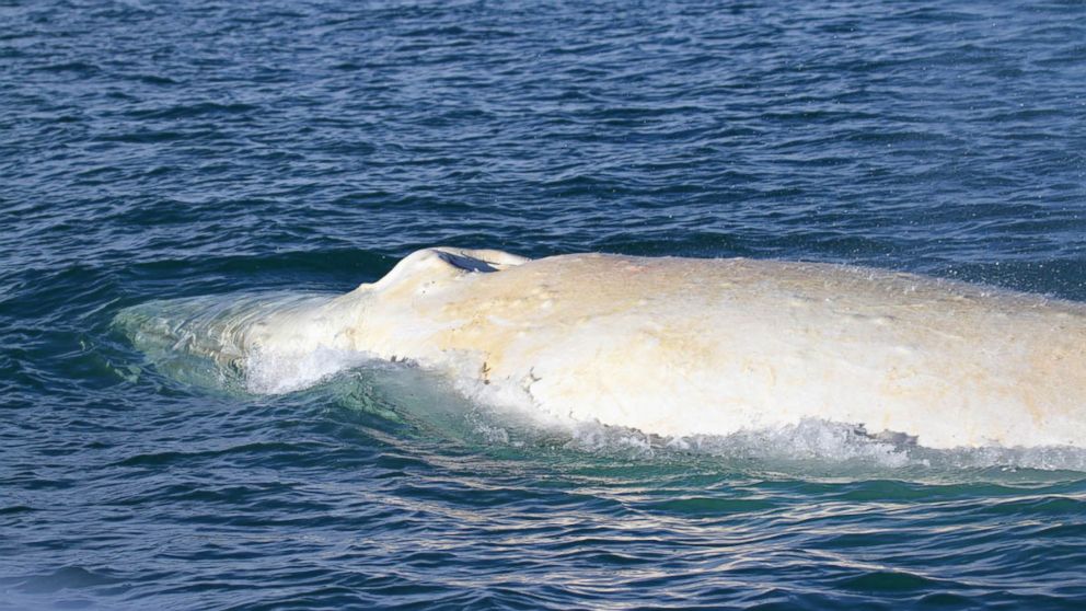 PHOTO: The white humpback whale's head.