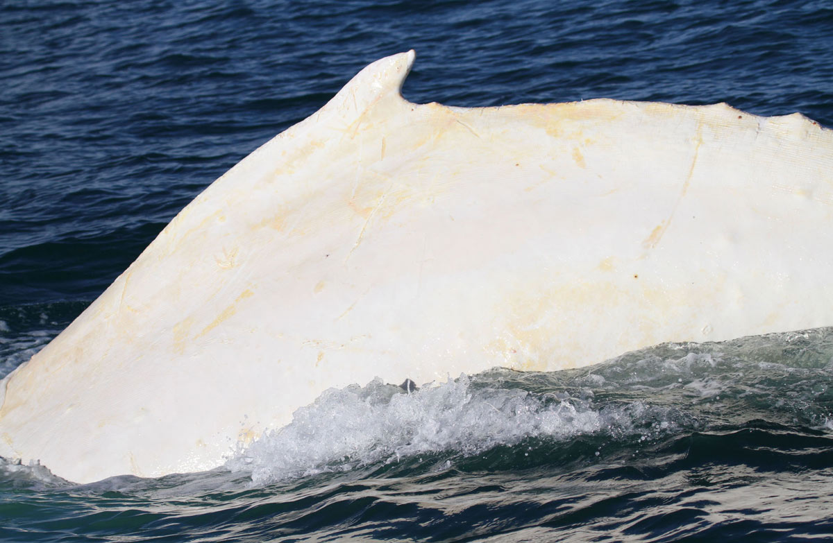 PHOTO: The white whale’s distinctive dorsal fin