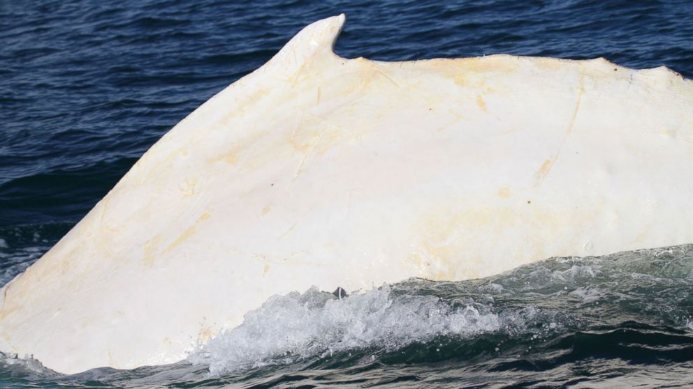 PHOTO: The white whale’s distinctive dorsal fin