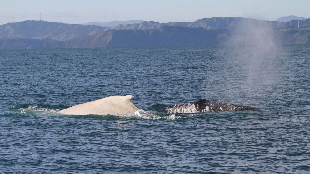A white humpback whale with a normal black humpback whale on July 5, 2007 in Cook Strait, New Zealand.