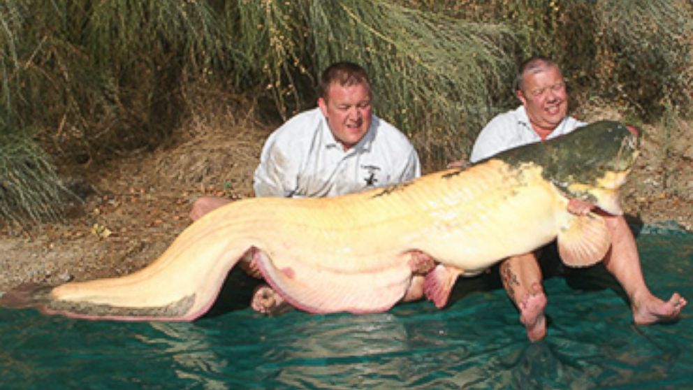 florissant-angler-nets-new-official-state-record-blue-catfish-with