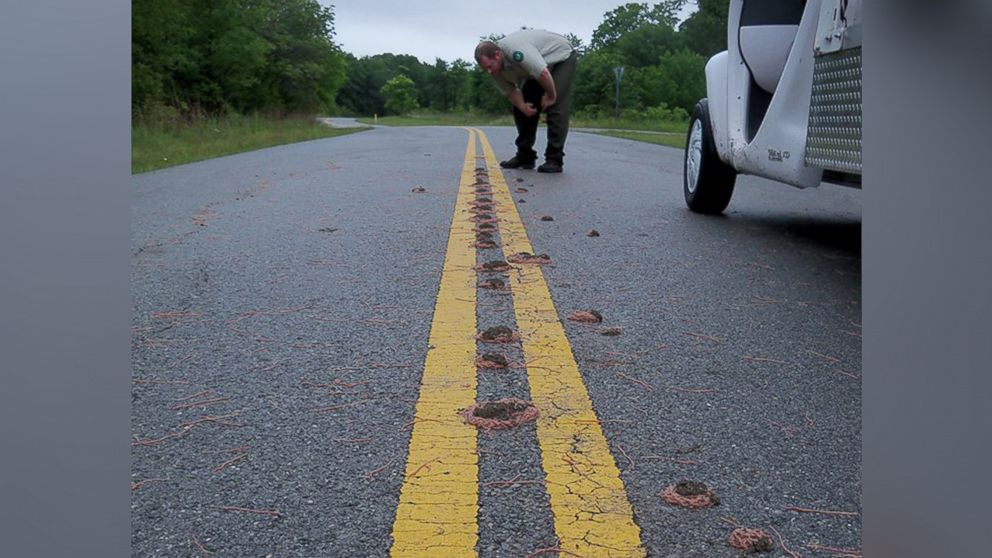 PHOTO: Bunches of worms clump together on a road at Eisenhower State Park in Denison, Texas after heavy rains in a photo released by park rangers on May 29, 2015.