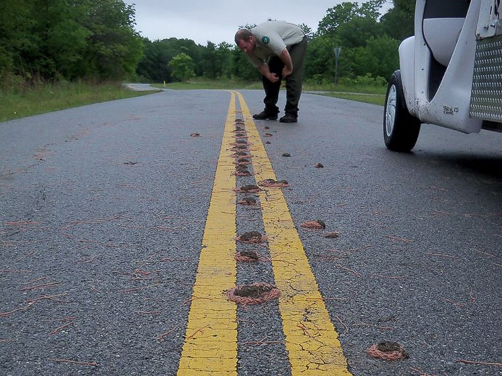 PHOTO: Bunches of worms clump together on a road at Eisenhower State Park in Denison, Texas after heavy rains in a photo released by park rangers on May 29, 2015.