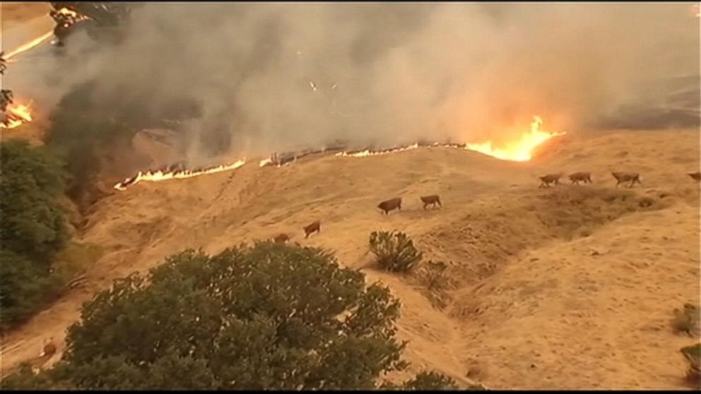 PHOTO: A large fire burning south of Lake Berryessa is threatening structures and livestock and closing roads in the area, July 22, 2015, in Napa County, Calif.
