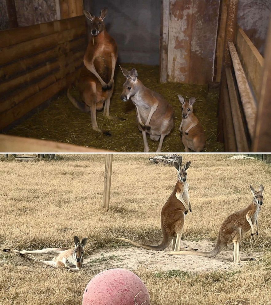 PHOTO: A family of kangaroos rescued by the Humane Society are seen in undated "before" and "after" photos.