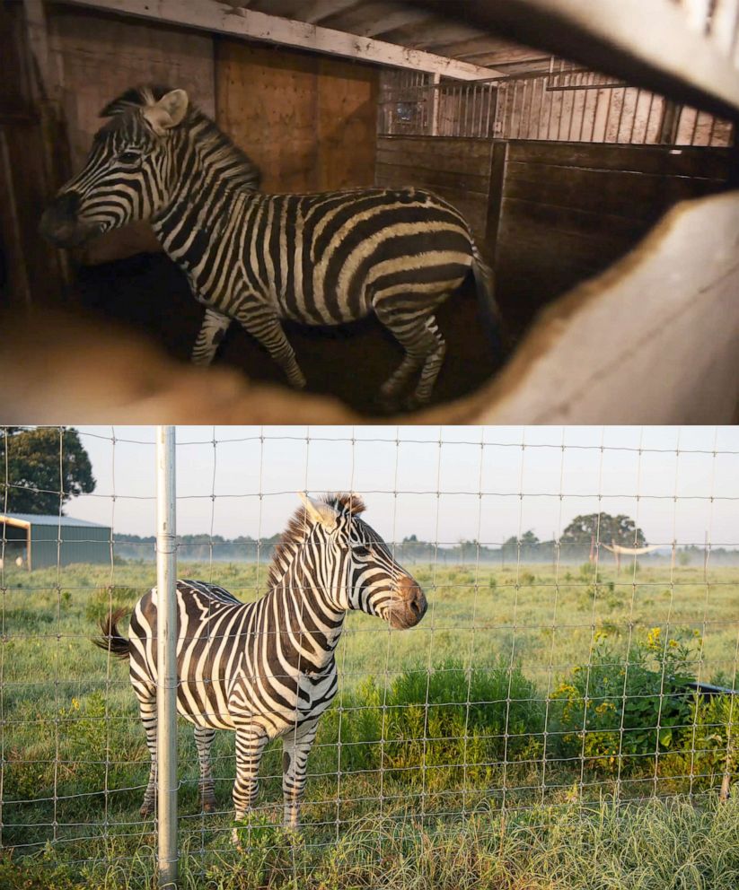 PHOTO: Zuko the Zebra, who was rescued from a roadside zoo in Canada by the Humane Society is seen in undated "before" and "after" photos.