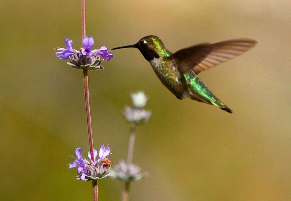 PHOTO: A hummingbird hovers in the urban garden at Leo Politi Elementary School west of Downtown Los Angeles, March 1, 2012. The campus has been a sancuary for birds, native plants and an array of insects.
