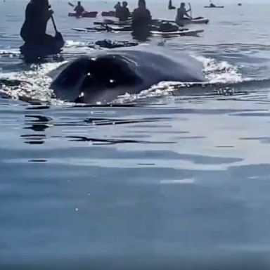 A humpback whale surfaces near a group of kayakers and paddleboarders off the coast of California.