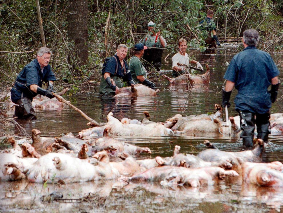 PHOTO: In this Sept. 24, 1999, file photo, employees of Murphy Family Farms along with friends and neighbors, float a group of dead pigs down a flooded road on Rabon Maready's farm near Beulaville, N.C due to Hurricane Floyd.