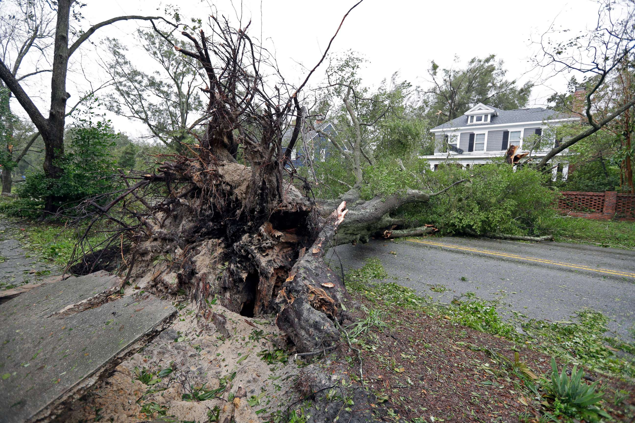 PHOTO: A tree uprooted by strong winds lies across a street in Wilmington, N.C., after Hurricane Florence made landfall, Sept. 14, 2018.