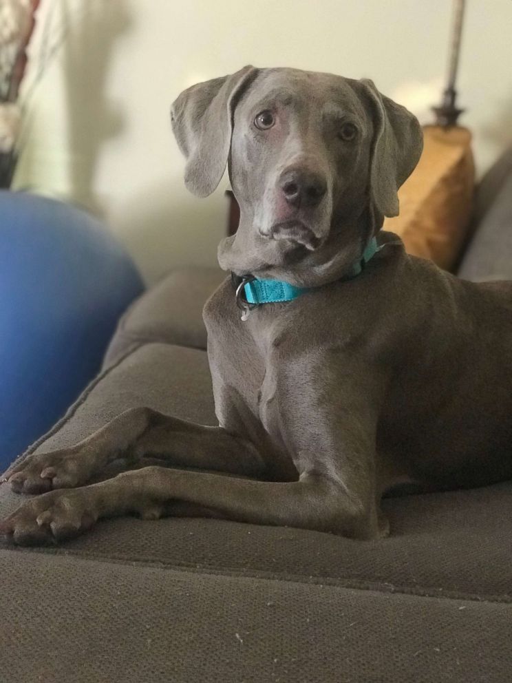 PHOTO: Jaime Marvulli said that she has four dogs staying with her in her home in Conway, South Carolina, including her Weimaraner (pictured). 