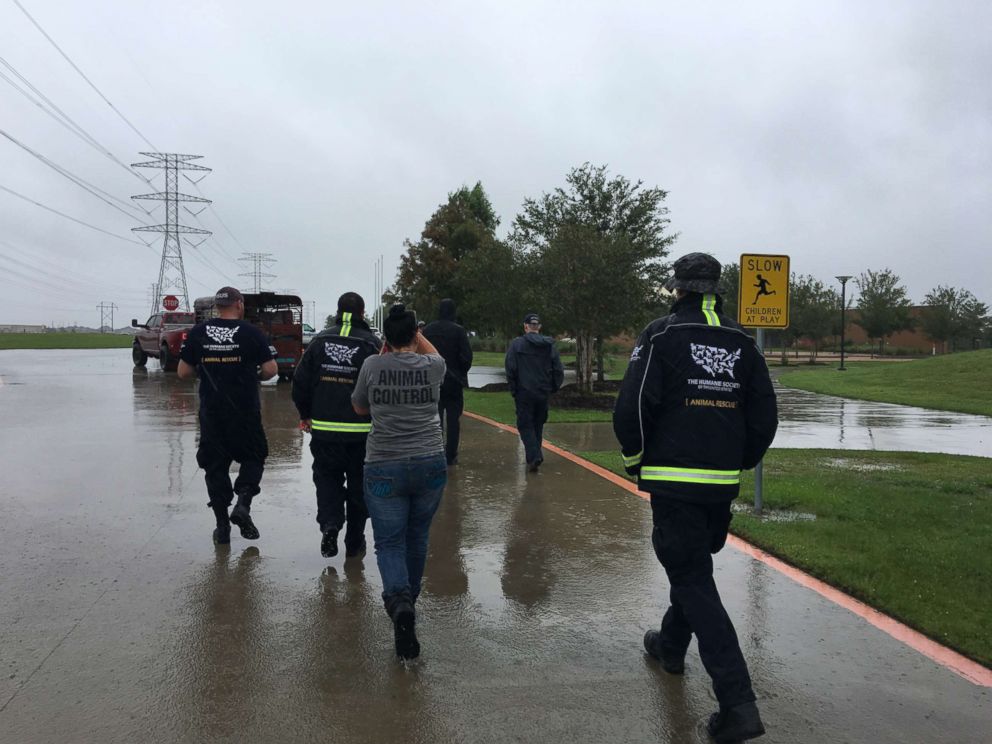 PHOTO: The HSUS Animal Rescue Team has mobilized and is ready to evacuate and rescue animals as Hurricane Harvey continues to menace the Gulf Coast.