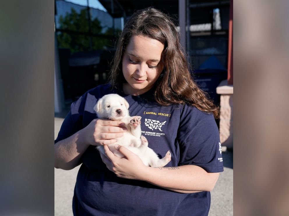 PHOTO: Humane Society of the United States public information officer Sam Miller holds a puppy during the HSUS San Antonio Transport, Tuesday, Aug. 29, 2017 in San Antonio.