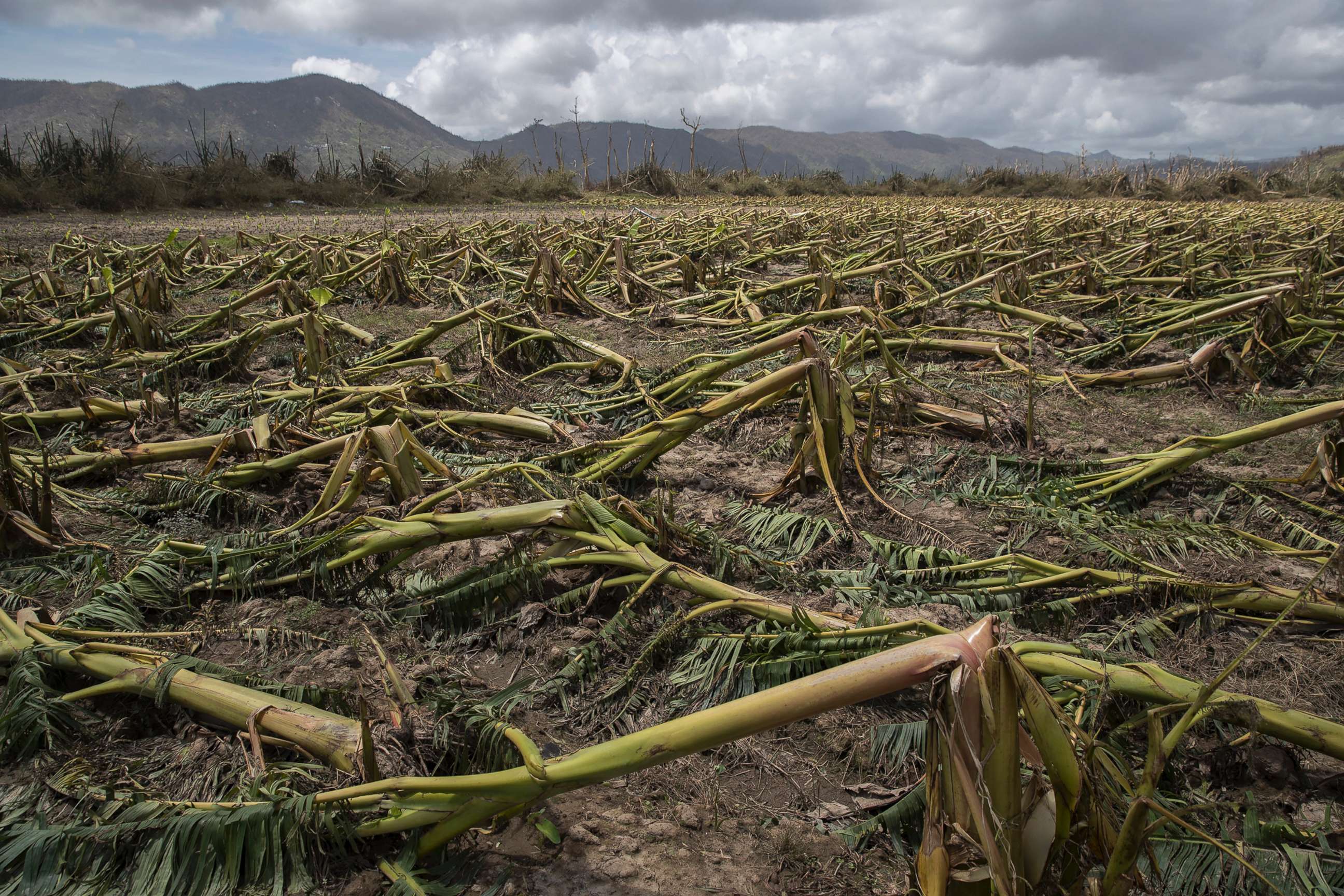PHOTO: Flattened plantain trees line the ground in Yabucoa, Puerto Rico, Sept. 24, 2017.  