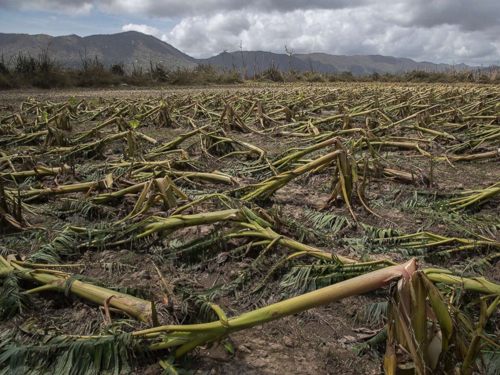 PHOTO: Flattened plantain trees line the ground in Yabucoa, Puerto Rico, Sept. 24, 2017.