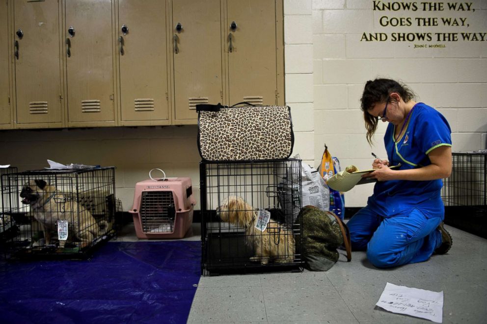 PHOTO: Pets are checked in, as people seek safety in a shelter as Hurricane Michael approaches, Oct. 10, 2018, in Panama City, Fla. 