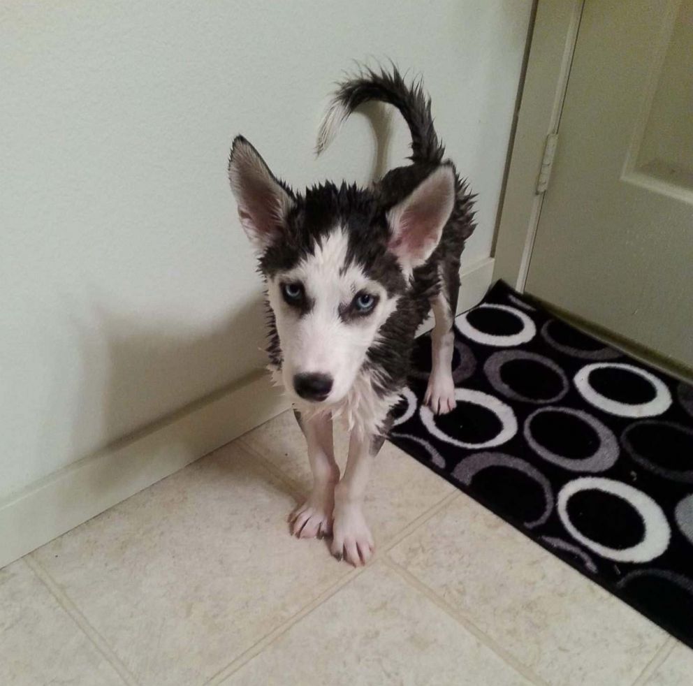 PHOTO: Kameroun Mares husky dog Semper Fidelis is seen here in an undated photo. The two were recently reunited after the dog was stolen and sold illegally, despite being microchipped and registered.