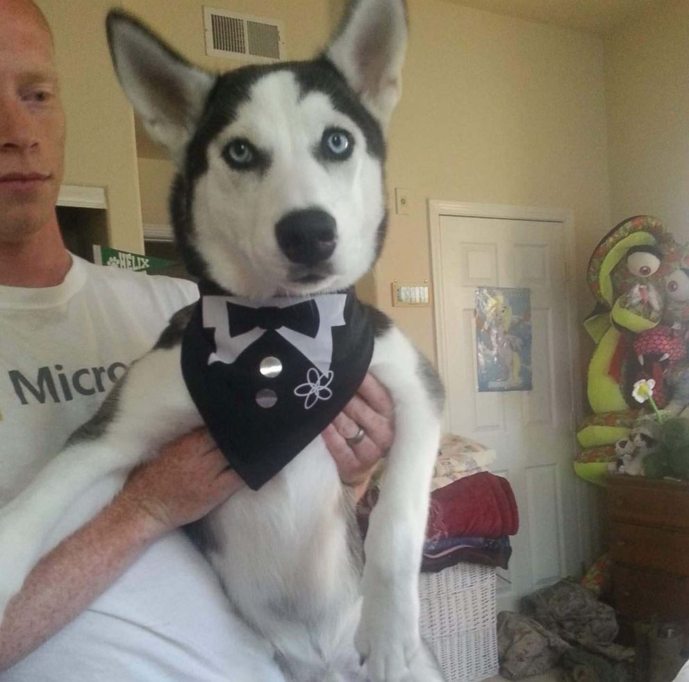 PHOTO: Kameroun Mares husky dog Semper Fidelis is seen here in an undated photo. The two were recently reunited after the dog was stolen and sold illegally, despite being microchipped and registered.