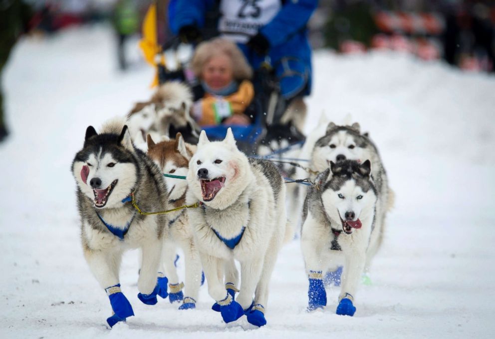 PHOTO: Alaska musher Tom Schonberger's lead dogs trot along Fourth Avenue during the ceremonial start of the Iditarod Trail Sled Dog Race in Anchorage, Alaska, March 3, 2018.