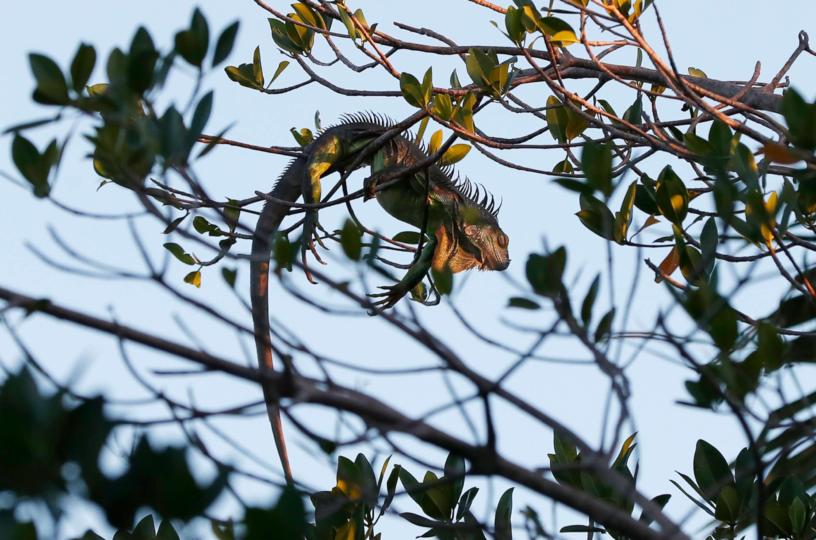 PHOTO: An iguana lies draped on a tree, Jan. 22, 2020, in Surfside, Fla.